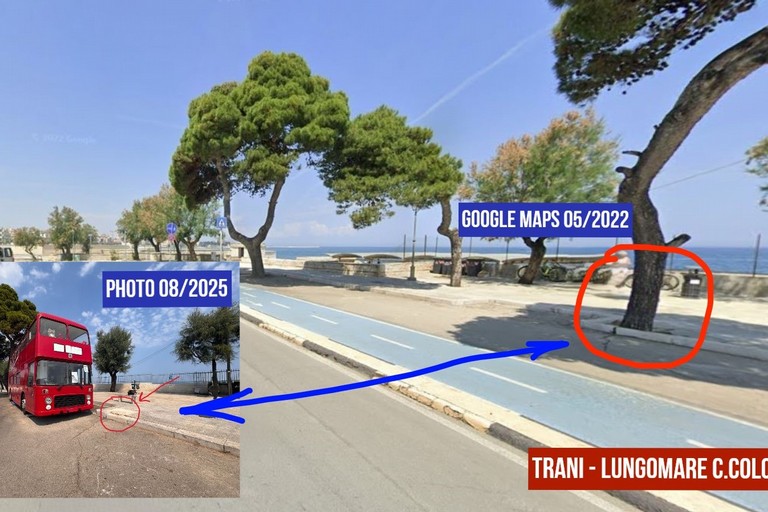 Gli alberi urbani: a Trani si può parlare di albericidio?