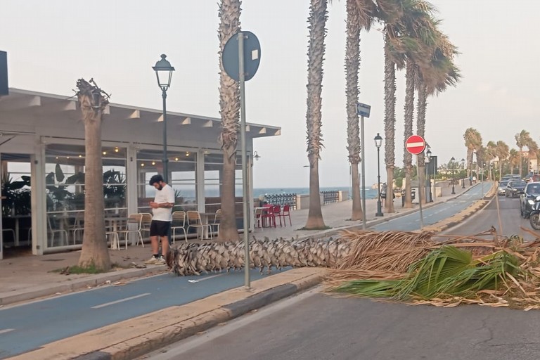 Paura a Trani, tromba d’aria si abbatte sulla città: volano i tavolini dei locali e cadono alberi sul lungomare