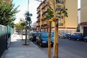 Alberi piantati in zona Pozzo Piano