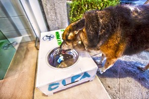 Ciotole di acqua per cani e gatti