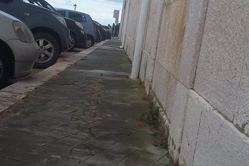 Carcasse di serpenti davanti al Tribunale di Trani