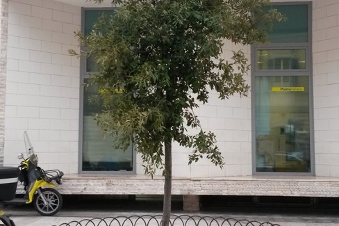 Nuovi alberi in città