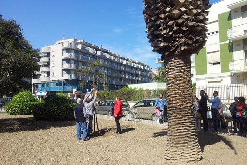 albero in piazza Albanese