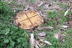 Alberi tagliati in A16 e A14