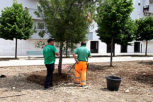 Nuovi alberi in piazza Madre Teresa di Calcutta