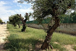 Alberi di ulivo su via Falcone