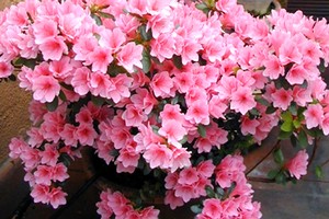 Azalea