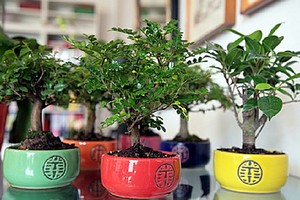 Bonsai Anlaids