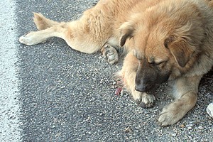 Cane ferito in strada