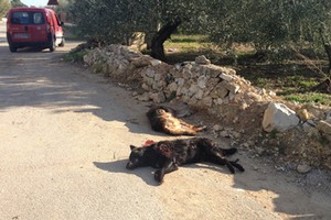 Cani morti in via Duchessa D'Andria