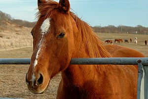 Cavallo