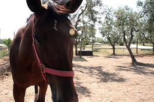 cavallo santa geffa