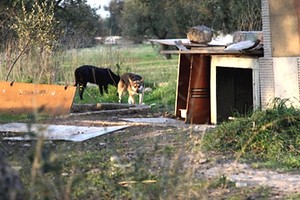 Cucce per cani in via Duchessa D'Andria