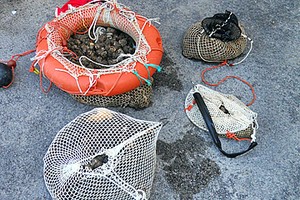 Datteri, sequestro della Capitaneria di Trani