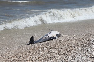 Delfino Spiaggiato Trani 2