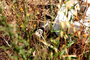 Discarica contrada Monachelle a Trani