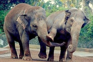 Due esemplari di elefante