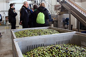 Cantine e frantoi aperti, ultimo appuntamento dell'anno