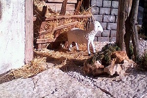Furto al presepe di piazza Libertà