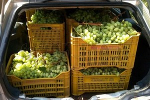 Sventato furto d'uva