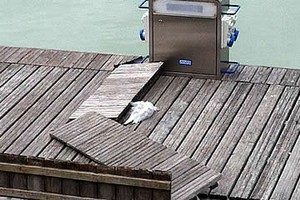 Gabbiano morto sul pontile della Darsena di Trani