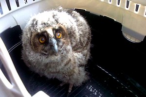 Piccolo gufo ritrovato a Trani