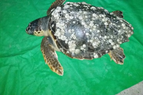 Caretta Caretta nel porto di Trani