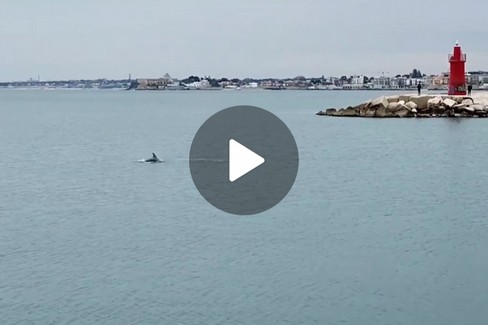 Delfino nel Porto di Trani