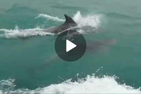 Delfini nuotano al largo di Trani