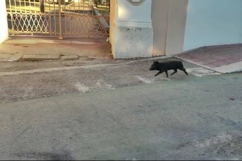 Cinghiale in via Annibale di Francia