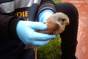 Salvato tra Trani e Corato un piccolo falco