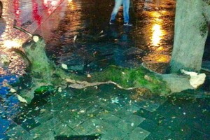 Precipita un grosso ramo in Piazza della Repubblica