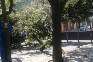 Cade un grosso ramo in piazza della Repubblica