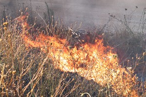 Incendio scarpate statale 16 bis a Trani