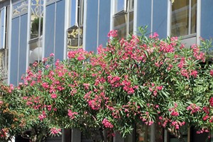 Oleandri in via Cavour