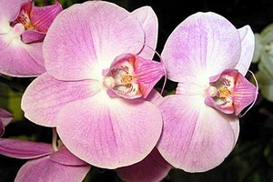 Orchidea