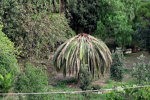 Palma infestata nel giardino Telesio