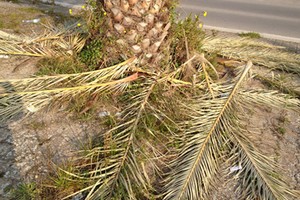 Potatura delle palme sulla statale 16 bis