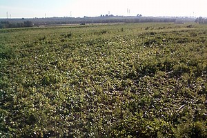 Piantagione di prezzemolo