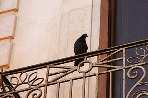 Piccione su Palazzo Beltrani