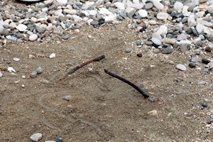 Spunta un plinto allo Scoglio di Frisio