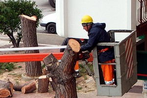 Alberi tagliati in piazza Albanese