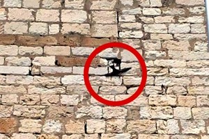 Rondine si incastra su Palazzo Caccetta