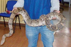 Serpente boa
