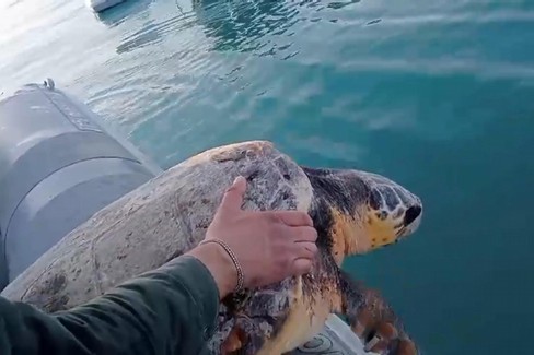 Trani - Liberazione di tartarughe marine