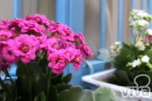 #Tranifiorisce: cittadinanza attiva