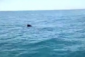 Avvistato uno squalo balena