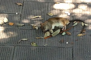 Topo morto in piazza della Repubblica