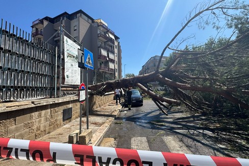 Trani | Paura in Via Papa Giovanni, cadono due grossi pini sulla strada. La diretta