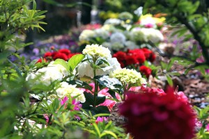 Villa in fiore a Trani